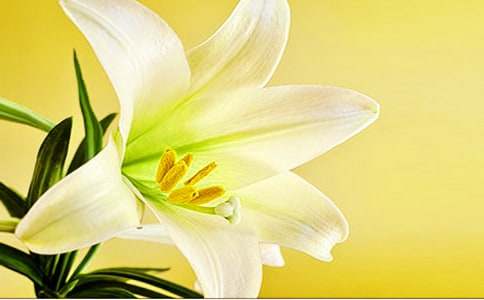 �����ϵİٺϻ� ��x��