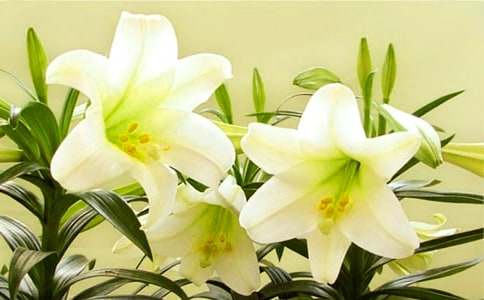 (��)�������ϵİٺϻ����x���