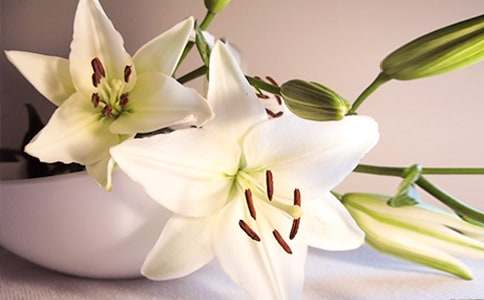 �������ϵİٺϻ����x���(�R��15ƪ)