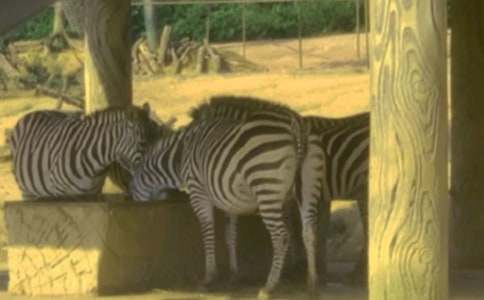 ���R����L���̰�