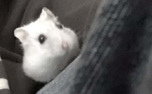 �ҵČ���}������