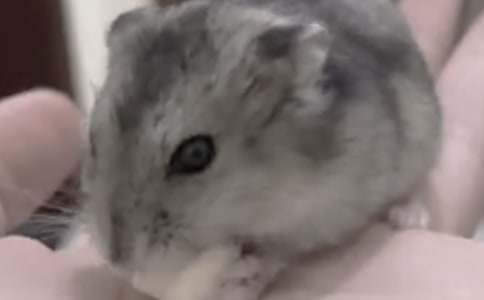 [���]]С�}������2ƪ