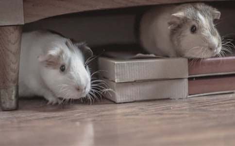 �����ϣ��ɐ�(��i)��С�}(c��ng)������