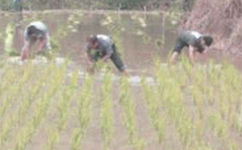 �n�Ĳ����Ľ̌W�^��