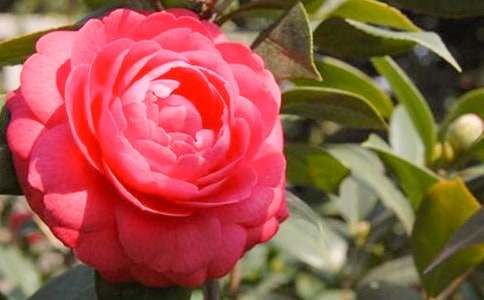 �軨���Bֳ����