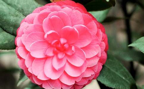 �����x��ɽ�軨����15ƪ