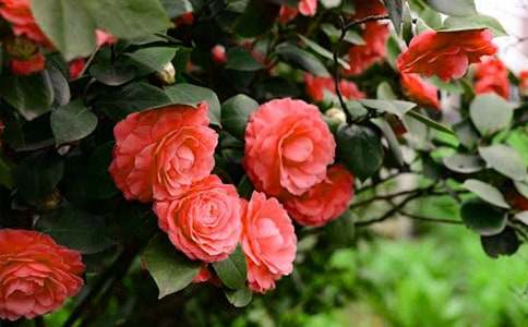 �軨��(y��u)������