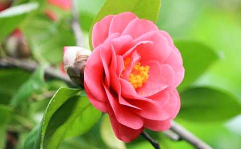 ���΃��軨��Ь����ʲô�ӣ��Ў׿