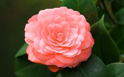 ���ᣩɽ�軨����