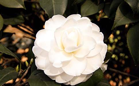 ɽ�軨���ģ�ͨ��36ƪ��