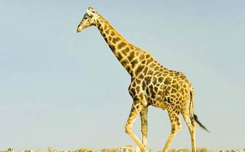 �L�i¹����