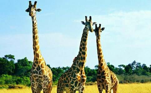 �X�����D��? Ԏ�q �L�i¹�^�� ���g���ֻ�_ ΢�� ��Ҳ�S���������6