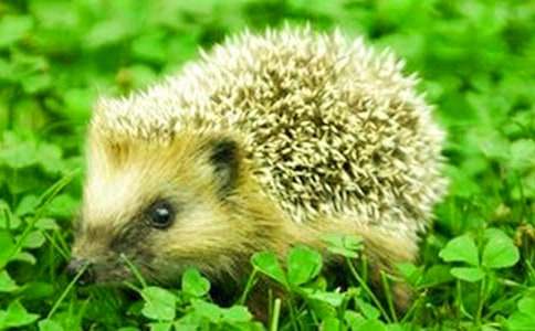 �ɐ۵�С��⬄�������