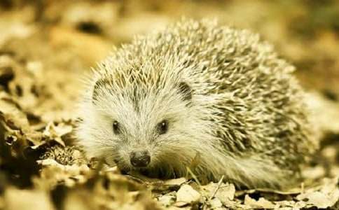 ��⬺ͺ�؂����