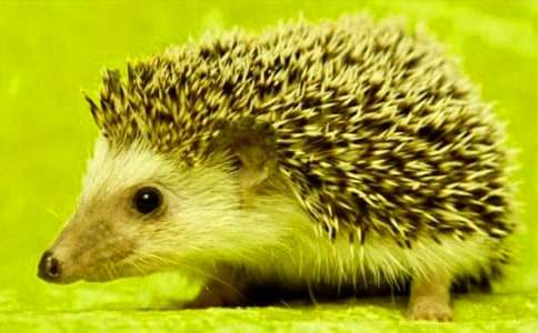 �¸ҵ�С�������