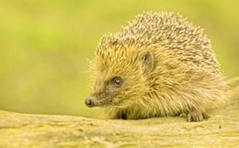 �¸ҵ�С��⬽̰���ͨ��10ƪ��