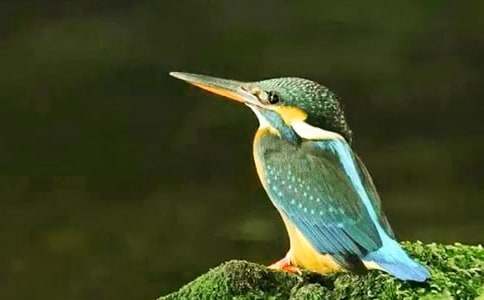 �����B���Ľ̺�ӛ