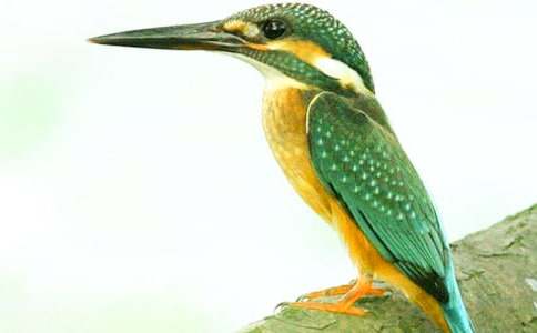 �����B���n�Ľ̰��̌W(xu��)�O(sh��)Ӌ����