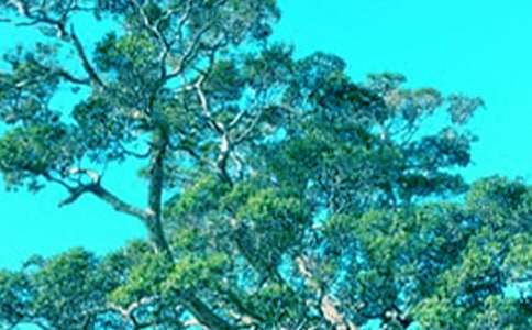 ����cС������