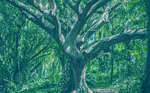 ��С���c���Č�Ԓ���̌W�OӋ(15ƪ)