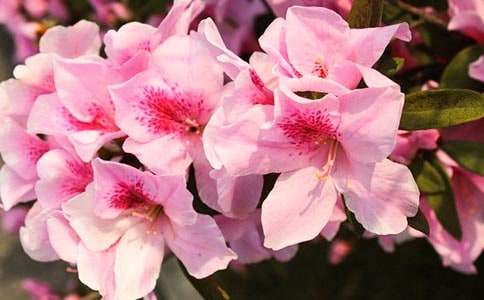 ���N�����Bֳ����-���N����ô�B