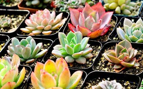 �ҵĶ�����������