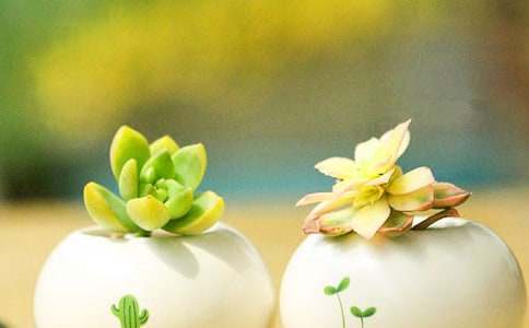 �ҼҵĶ�������