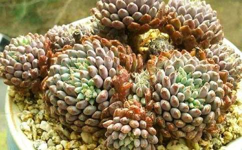 һ�r�d���B(y��ng)��������������İ�