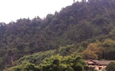 ��üɽ����