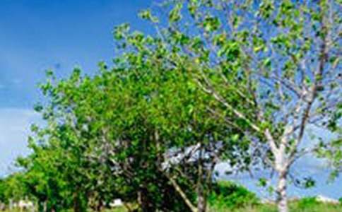 �����е��L(f��ng)������