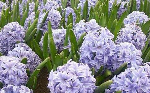 �L(f��ng)�������ģ���(y��u)�x��