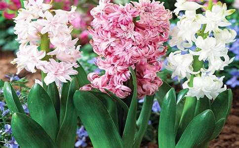 �L(f��ng)�������ģ���Ʒ��