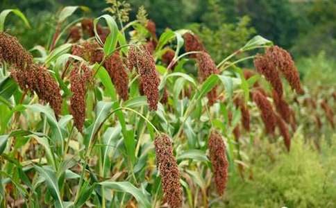 �n�ĸ�����̌W�OӋ