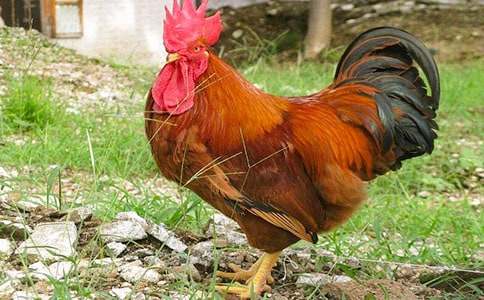 ��С���u��С���ӡ��̌W(xu��)�O(sh��)Ӌ(j��)(���\13ƪ)