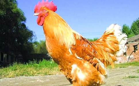 һ�꼉С���u��С���ӽ̌W(xu��)�O(sh��)Ӌ