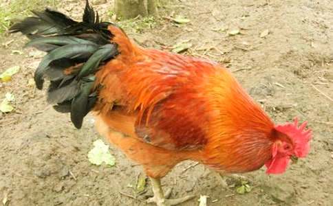 ���u���ĺϼ�15ƪ