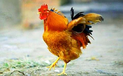 [�؂�]С���u��С���ӽ̌W(xu��)�O(sh��)Ӌ(j��)