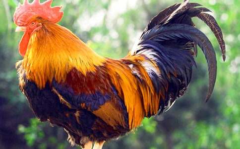 ���f��Ԓ��С���u����