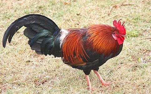 ���u��ò�茑������6ƪ