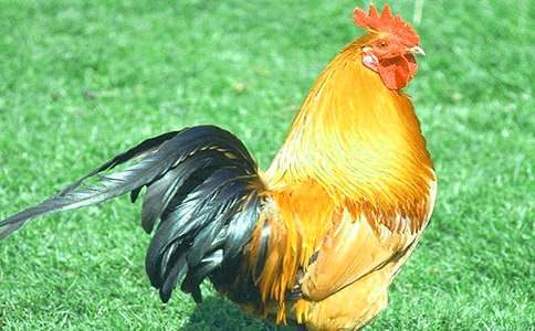 ���Ĺ��u����