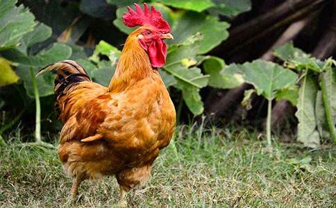 �P(gu��n)�ڹ��u������