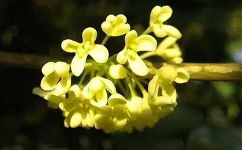 ��Ŵ�ח�������