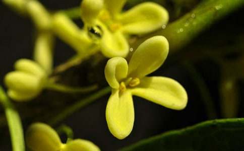 ���P(gu��n)�𻨵����ąR��9ƪ