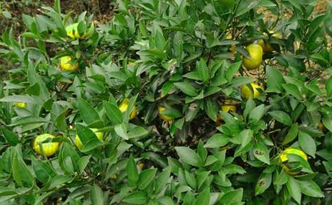 ���@�D׌��ͬ