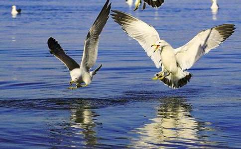 ���t�̼{ɭ�x��ЅR��15ƪ