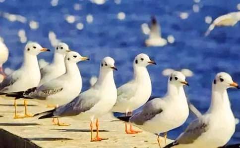 ���w�ɺ��t���̌W�O(sh��)Ӌ