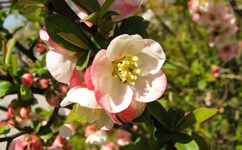 �������Ğ������ι���