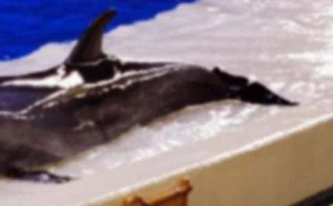 �����]���x���{ɫ�ĺ����u���и�