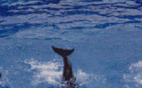 (��Ʒ)���{(l��n)ɫ�ĺ����u���x���