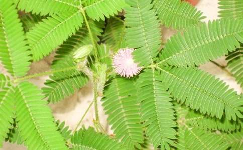 ���߲�����